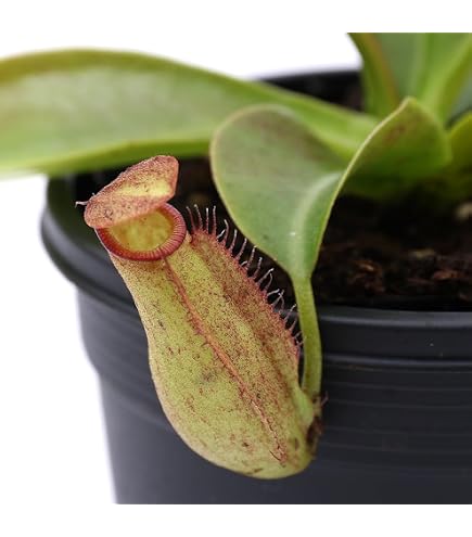 Amazon.co.jp: 【charm】(食虫植物) ウツボカズラ ネペンテス